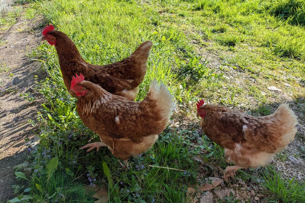 Quelque-unes de nos poules